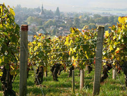 Burgundy wine tours from Paris - Chablis