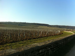 Burgundy wine tours from Paris: Romanee Conti
