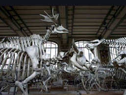 The dinosaurs at Paris Natural History Museum