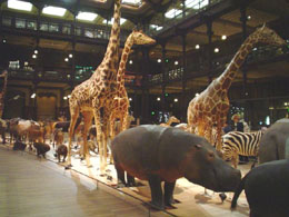The evolution gallery at Paris Natural History Museum