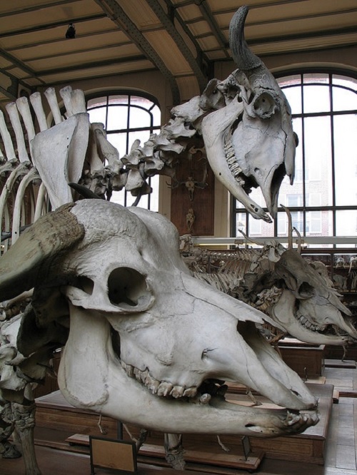 Paris Natural History Museum
